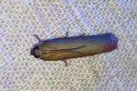 Oncocera semirubella