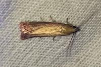Oncocera semirubella