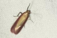 Oncocera semirubella
