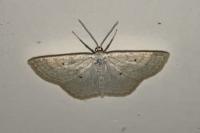 Scopula immutata