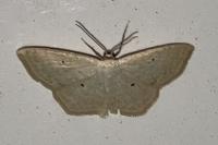 Scopula immutata