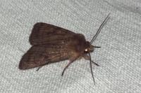 Xestia sexstrigata