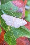 Idaea seriata