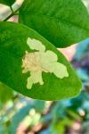 Parectopa robiniella