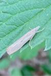 Agriphila inquinatella