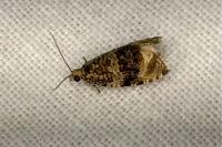 Celypha lacunana