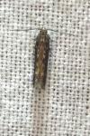 Scrobipalpa ocellatella