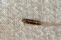 Scrobipalpa ocellatella
