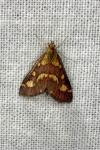 Pyrausta purpuralis