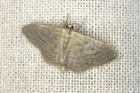 Idaea subsericeata
