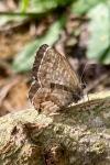 Cacyreus marshalli