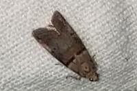 Acrobasis tumidana