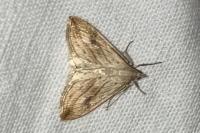 Evergestis forficalis