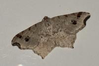 Macaria alternata