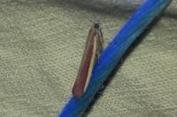 Oncocera semirubella