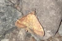 Ostrinia nubilalis