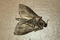 Ostrinia nubilalis