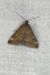 Pyrausta despicata
