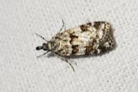 Scoparia pyralella