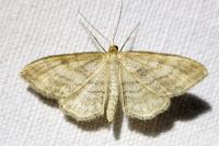 Idaea
