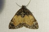 Dysstroma truncata