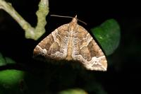 Eulithis prunata
