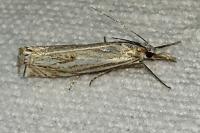 Crambus lathoniellus