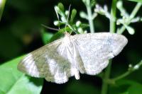 Idaea macilentaria
