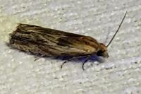 Eucosma