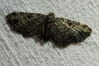 Pasiphila