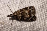 Eudonia mercurella