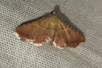 Endotricha flammealis