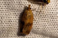 Celypha striana