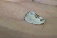 Cilix