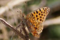 Issoria lathonia