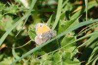Coenonympha pamphilus