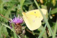 Colias crocea