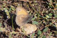 Coenonympha pamphilus