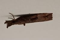 Hypena rostralis