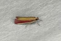 Oncocera semirubella