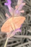 Scopula imitaria