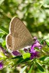 Lampides boeticus