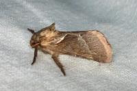 Triodia sylvina