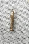 Agriphila geniculea