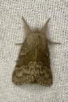Calliteara pudibunda