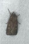 Xestia xanthographa