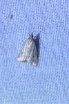 Udea ferrugalis