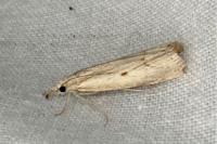 Agriphila geniculea