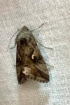 Autographa gamma