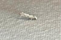 Paraswammerdamia albicapitella